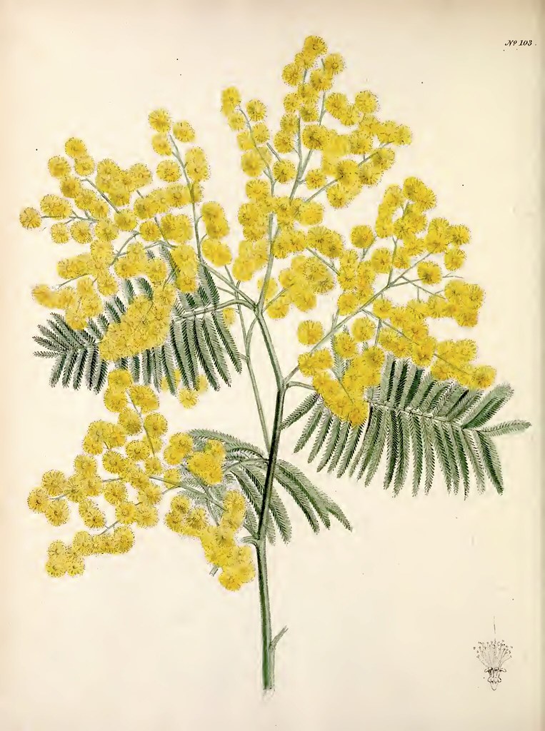 Vintage botanical illustration of mimosa, Acacia dealbata, in bloom